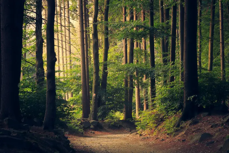 Sonnendurchfluteter Waldweg